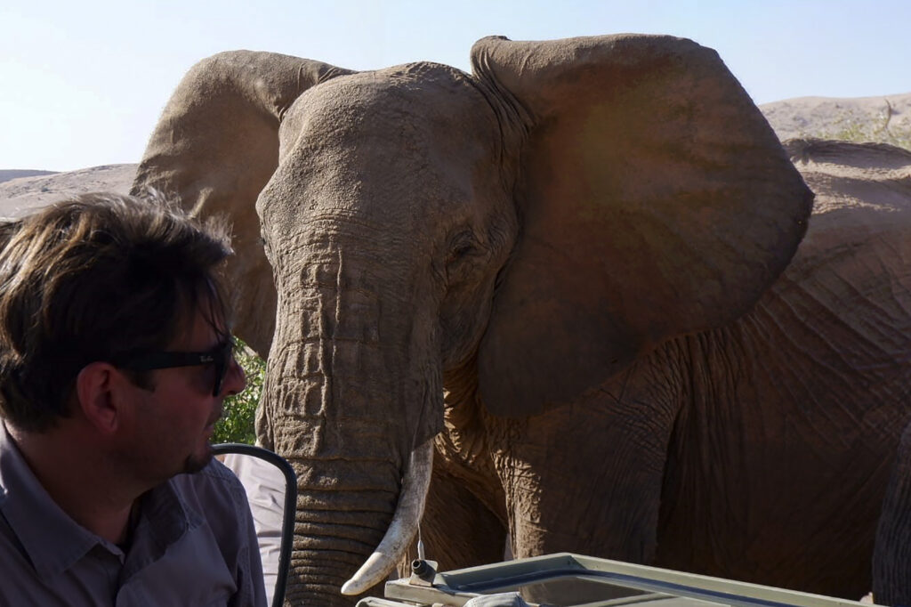 safari-elefante